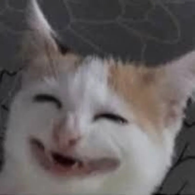 Meme mèo cười bỉ ổi