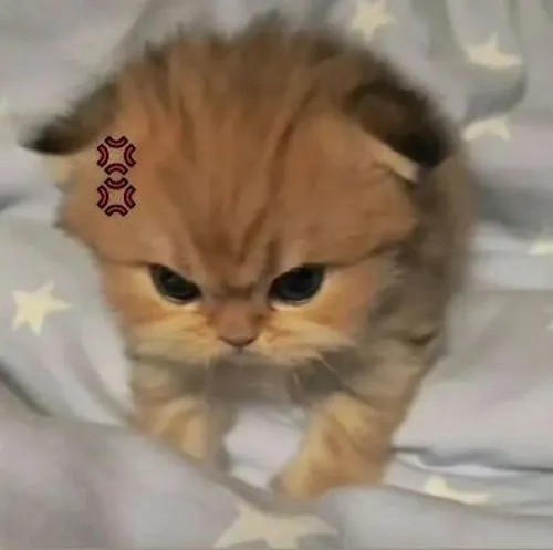 Meme mèo bực nhẹ rung ria run run như muốn cảnh cáo