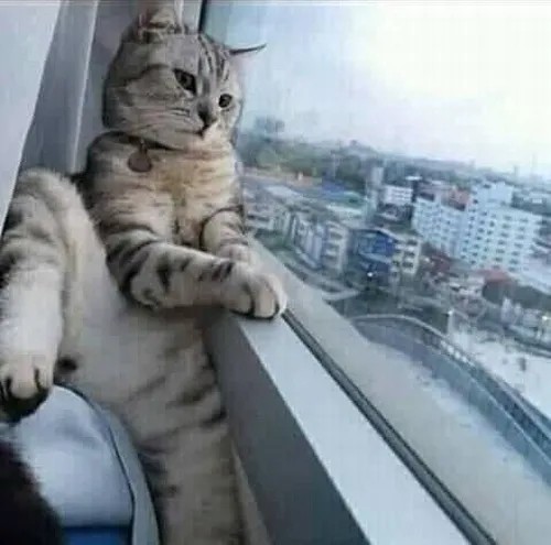 Ảnh chế mèo cáu phùng lông trước khay cát mới dọn