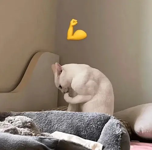 Meme hài mèo gắt nhìn chằm chằm với đôi tai cụp cáu nhẹ