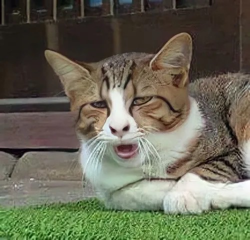 Hình vui mèo khó ở bước chậm như thể không muốn giao tiếp