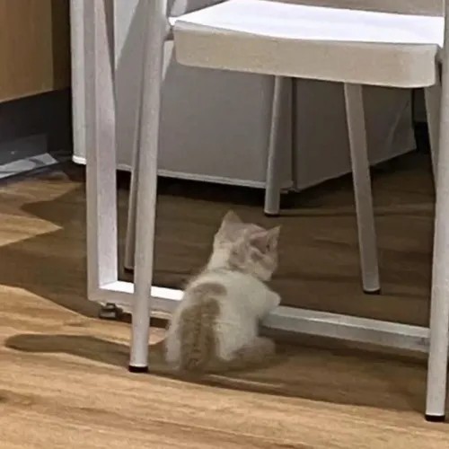 Meme mèo dỗi xoay lưng né tay vuốt của người thân
