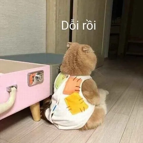 Ảnh chế mèo gắt nhìn sàn như chê trách cả thế giới