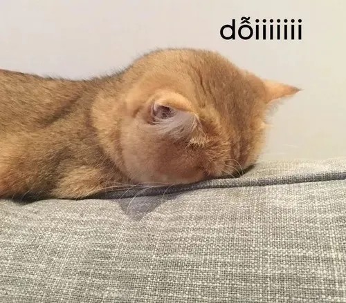 40 Meme Mèo Giận Dỗi quay lưng giúp kể trọn cảm xúc khó chịu nhưng vẫn cute