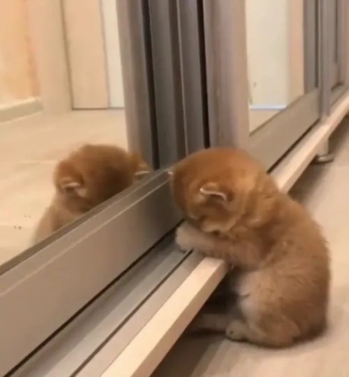 Loạt meme mèo giận dỗi làm hội yêu mèo bật cười vì quá đúng mood