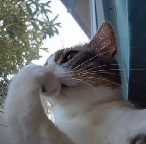 Meme mèo dỗi nheo mắt lạnh lùng khi chủ gọi ăn