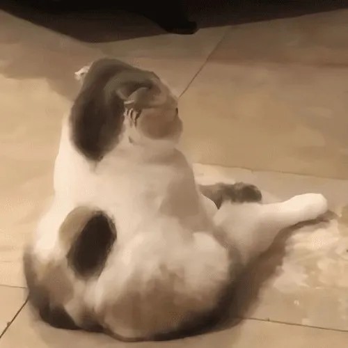 Hình vui mèo cáu phùng đuôi khi dây đồ chơi chạm trúng