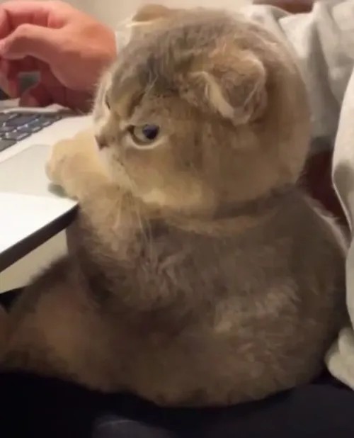 Meme mèo giận dỗi nheo mắt kiểu không muốn trả lời