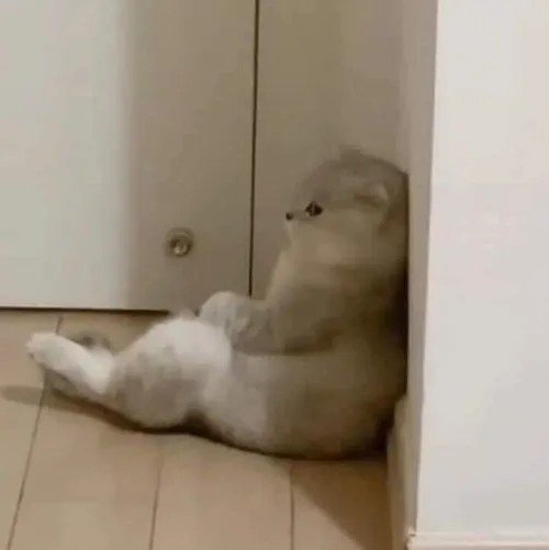 Loạt meme mèo giận dỗi nêu thần thái lạnh lùng khiến ai cũng bật cười