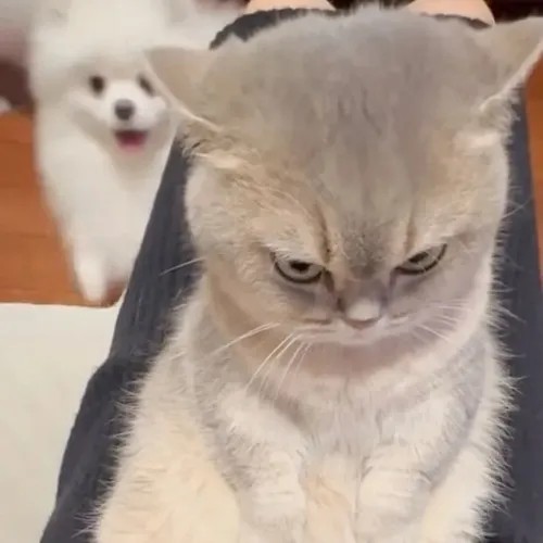 Meme mèo cáu liếc mắt sắc bén cảnh báo chủ im lặng