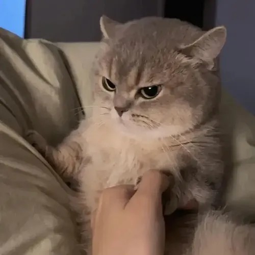 Meme vui mèo tự ái rời ổ nằm rồi quan sát xa xa