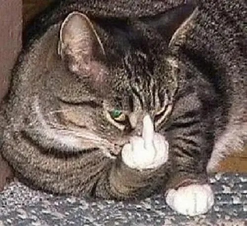 Meme mèo khó ở đứng yên nhưng ánh mắt cảnh cáo mạnh
