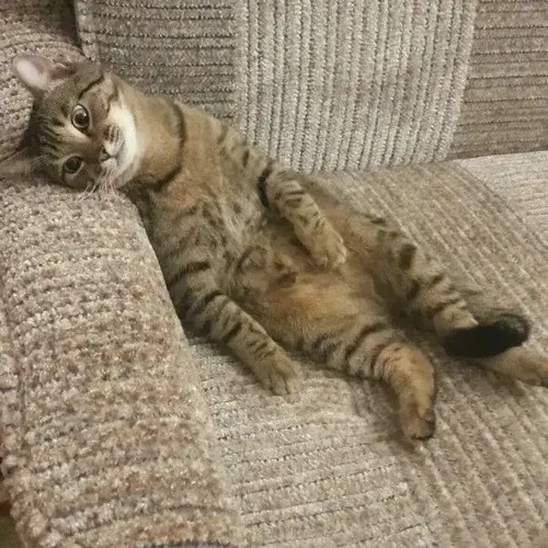 Ảnh chế mèo gắt liếc nhanh một cái rồi bỏ đi