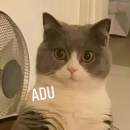 Meme troll mèo cáu lông dựng lên vì chủ chạm chân
