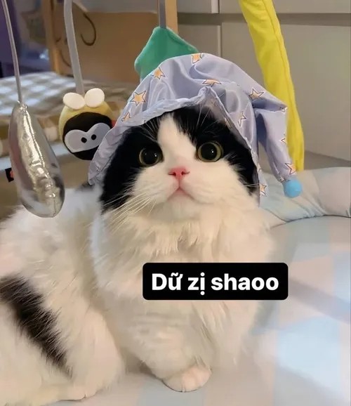 Meme mèo gườm gườm rung ria khi dây đồ chơi cản đường