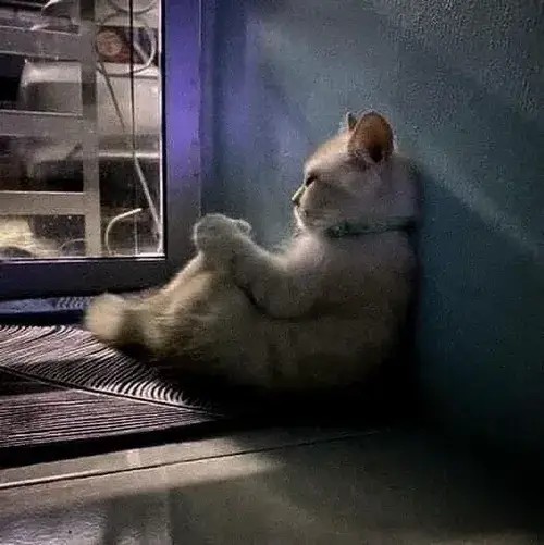 Hình vui mèo dỗi gừ nhỏ khi chủ chạm chân đột ngột