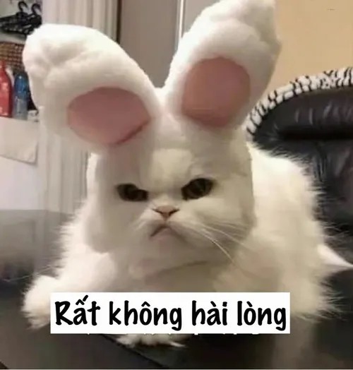 Hình vui mèo khó ở phồng lông vì tiếng động bất ngờ