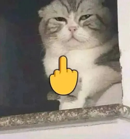 Meme mèo bật ngón giữa với ánh mắt liếc cực kỳ gắt.