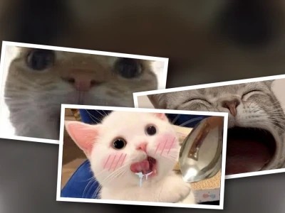 Meme mèo há miệng: Biểu cảm "sốc nặng" đốn tim dân mạng