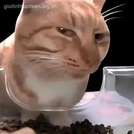Ảnh lườm mèo