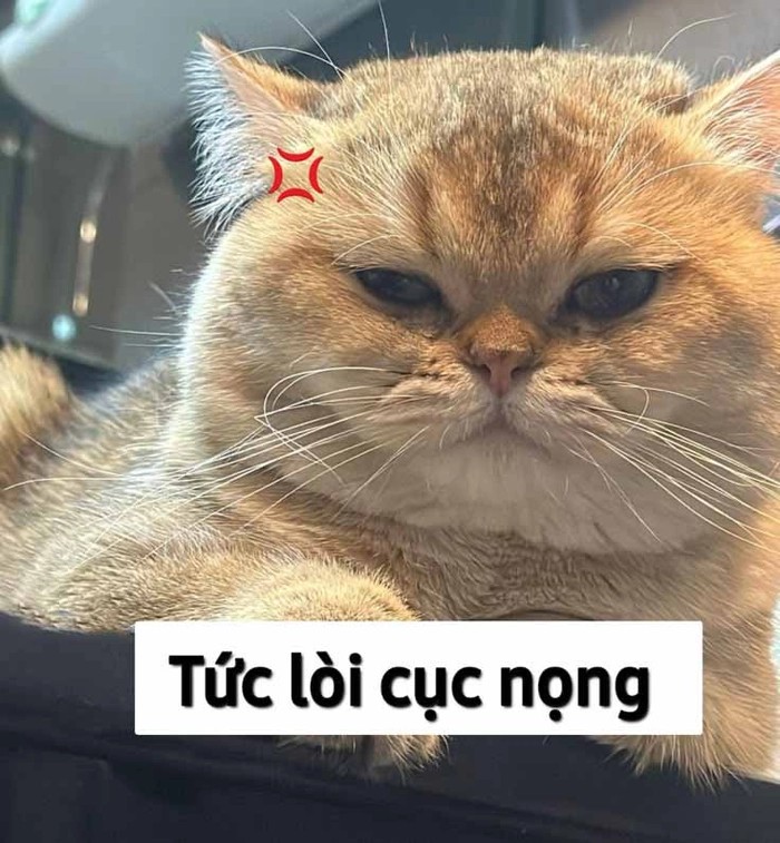 Mèo lườm meme chất chơi