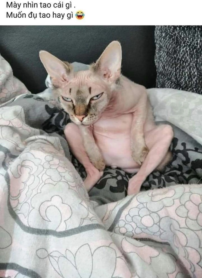 Meme mèo lườm phản ứng gắt