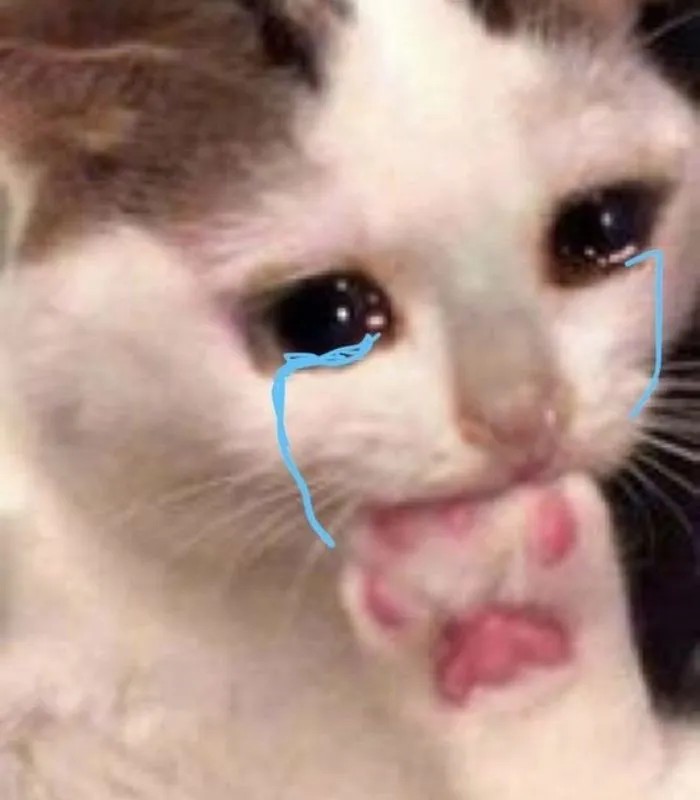 Meme mèo ôm