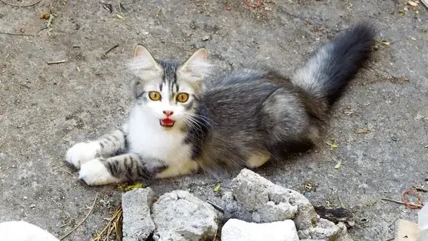 Meme mèo hoảng hốt quay đầu nhanh, gương mặt đầy sợ hãi