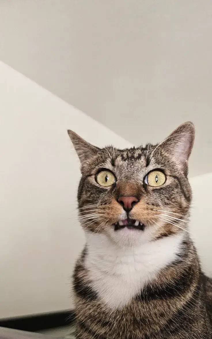 Meme mèo bất ngờ, gương mặt tròn xoe đầy hài hước