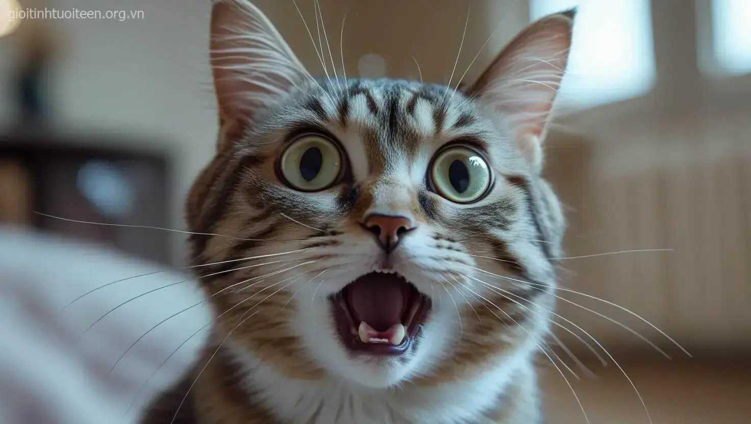 Meme mèo ngơ ngác hoảng hốt, biểu cảm nhìn buồn cười không chịu nổi