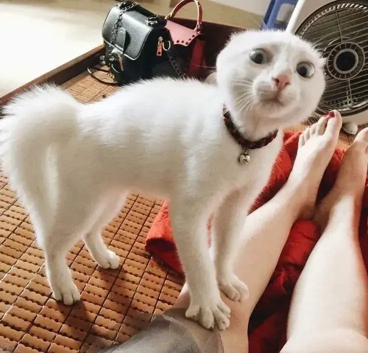 Hình mèo há miệng, tròn mắt ngạc nhiên cực kỳ hài hước