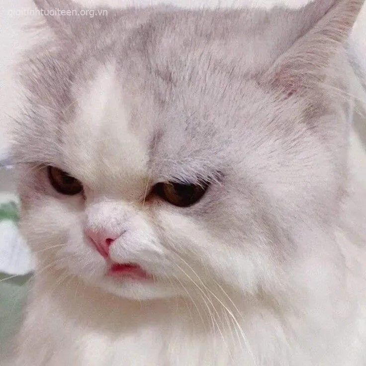 Meme hài nét mặt bực nhưng khiến ai cũng cười