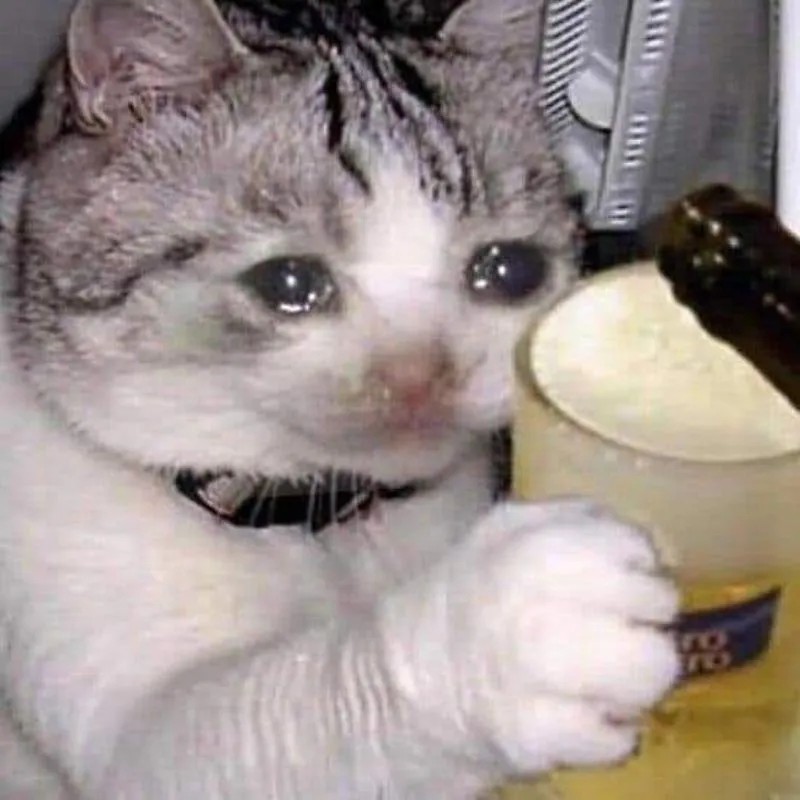 Meme mèo uống bia