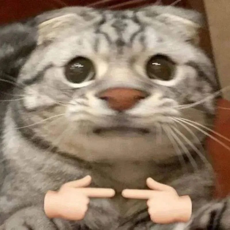 Meme mèo xấu hổ