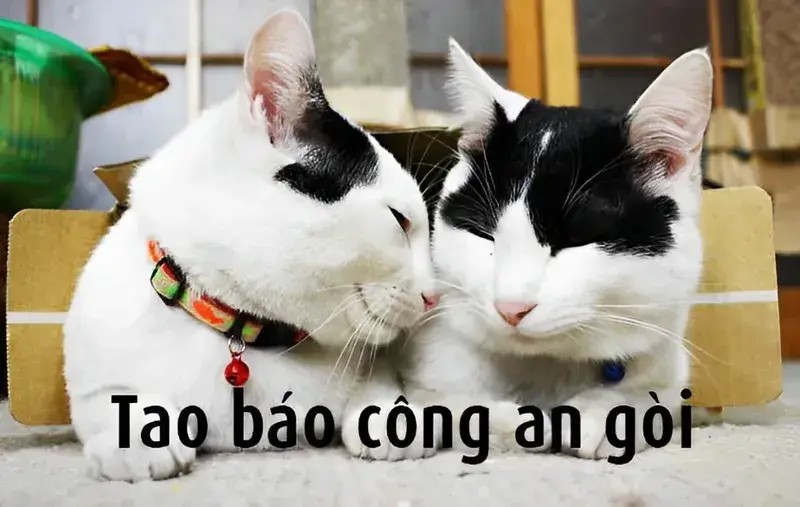Meme mèo đã báo công an rồi