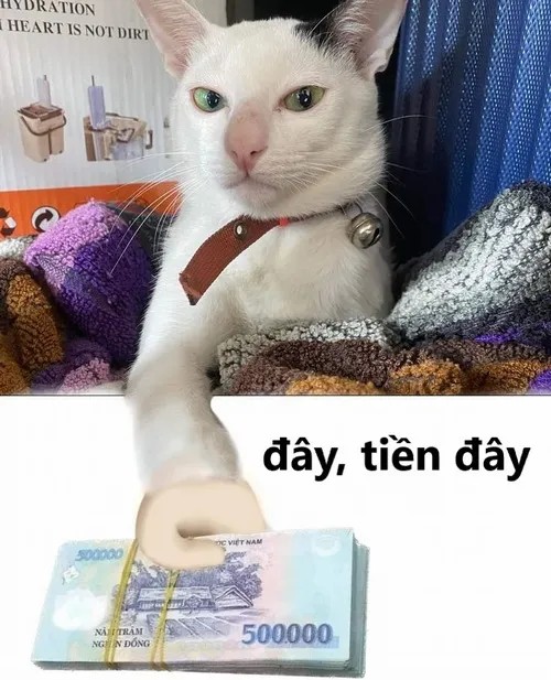 Meme mèo đưa sấp tiền 500k bảo cầm lấy