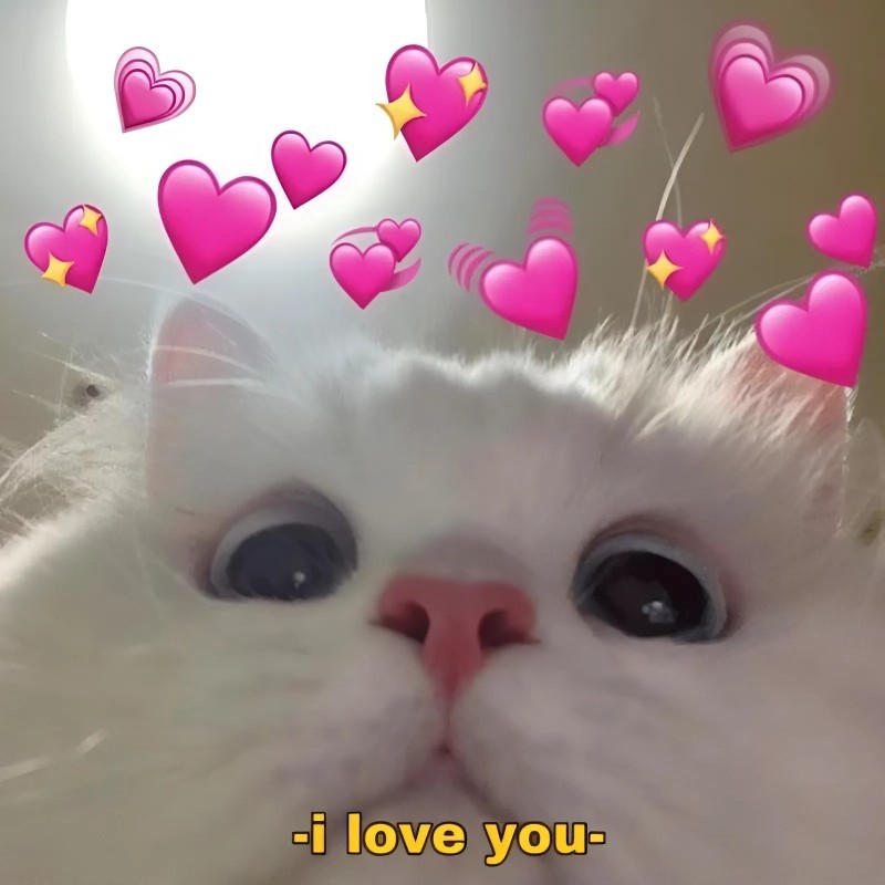 Meme tình yêu mèo hài hước