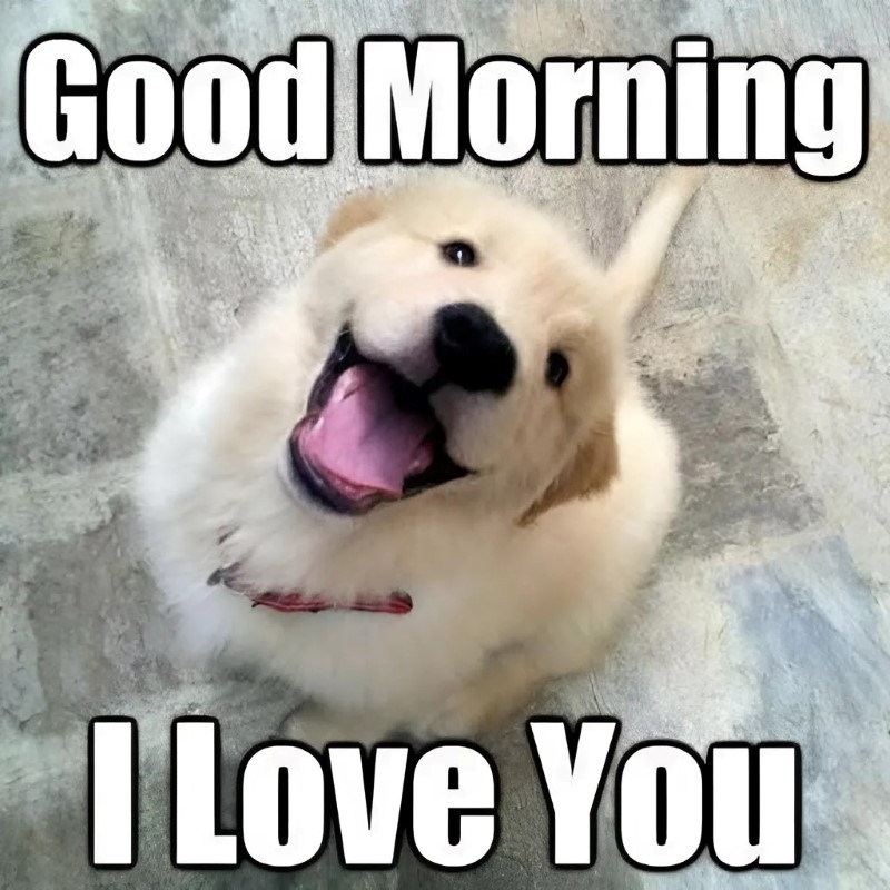 Hình bé cún cute