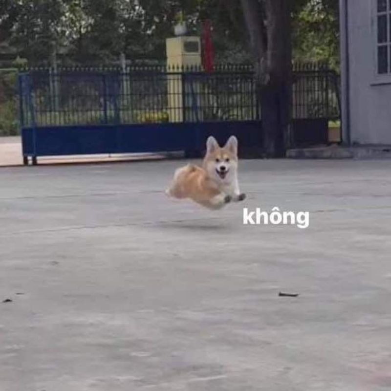 Meme từ chối cợt nhả