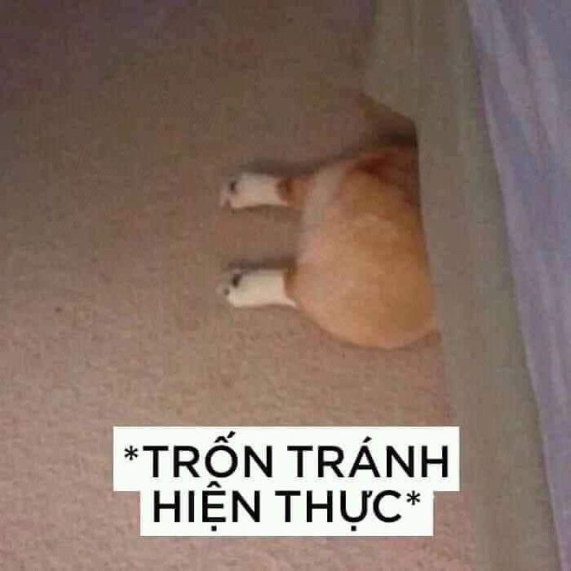 Meme từ chối trốn tránh hiện thực