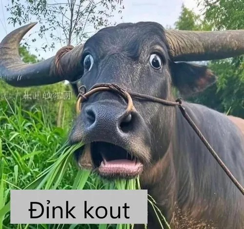 Ảnh chế đỉnh của chóp, tuyệt vời hết nước chấm
