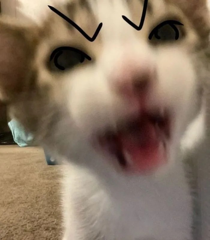 Mèo chửi meme