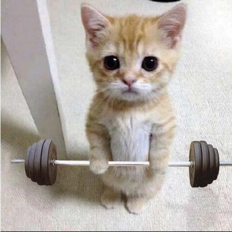 Mèo cơ bắp meme