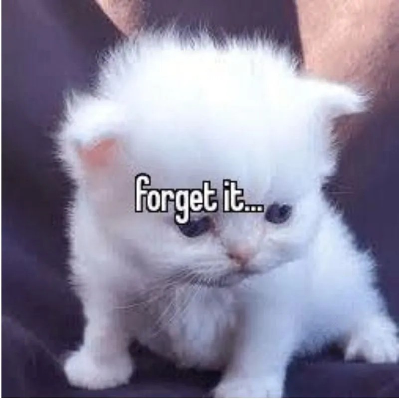 Mèo cute meme