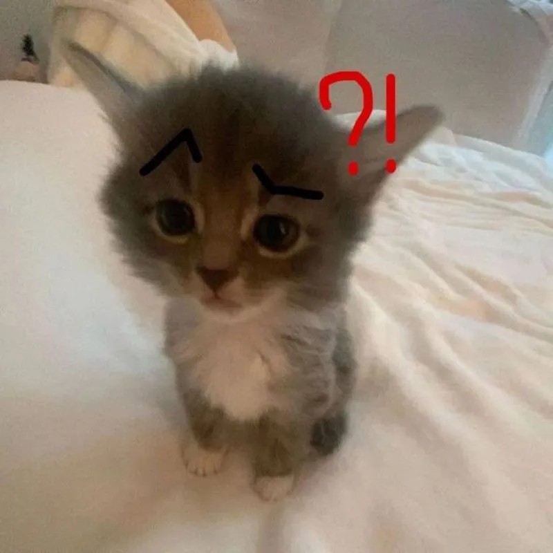 Mèo khó hiểu meme