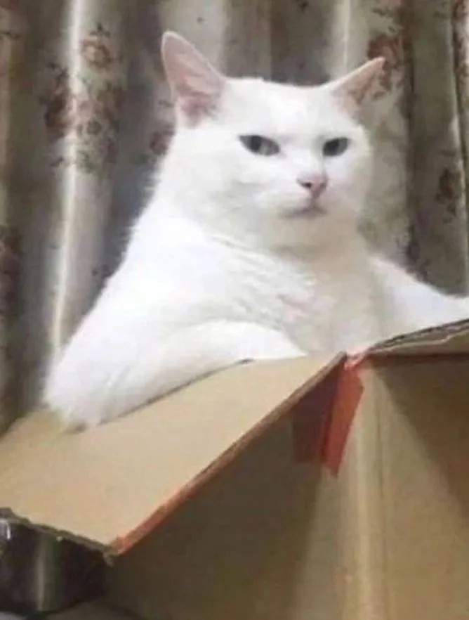 Mèo meme