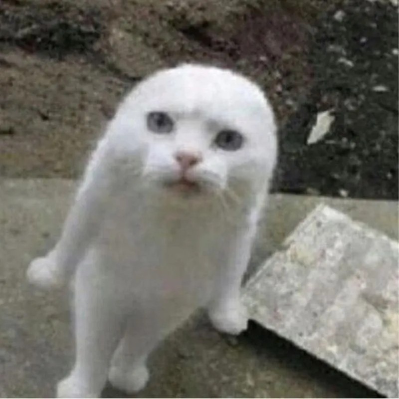 Mèo tức giận meme