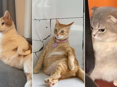 Tổng hợp 100+ Meme Mèo Chán Đời Hài Hước Nhất 2026